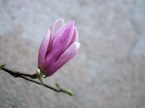 玉蘭花