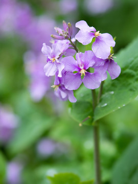 諸葛菜