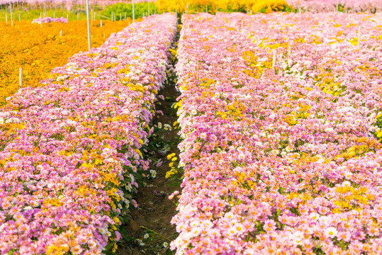 花田