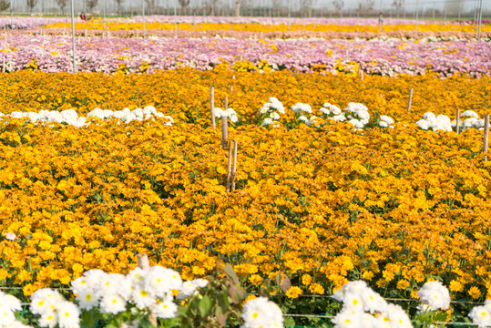花田