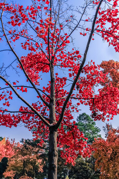 紅楓樹