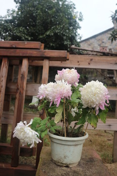 白色粉色的菊花