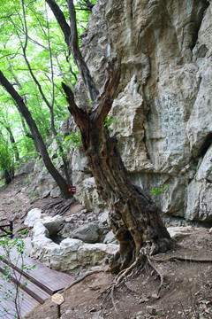 皇藏峪國家森林公園青檀古樹