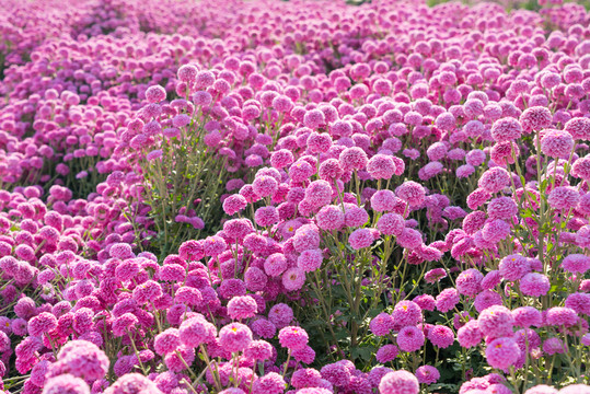 鮮花種植