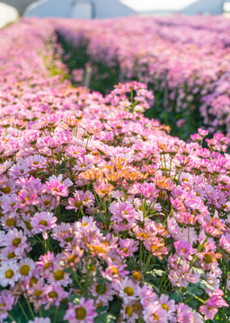 鮮花種植