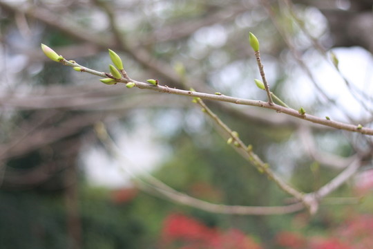 樹枝綠芽