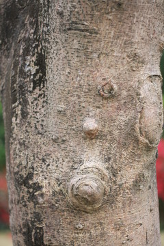樹疤