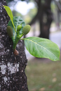 老樹新芽