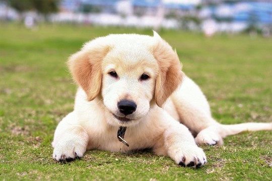 狗狗