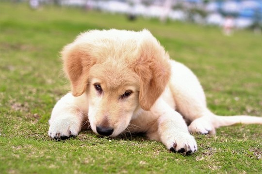 狗狗