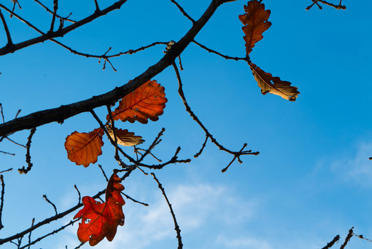 藍(lán)天紅葉