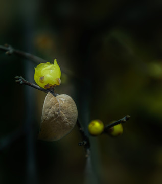 臘梅花