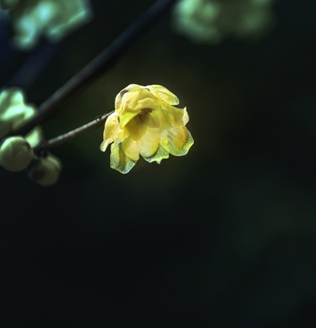 臘梅花