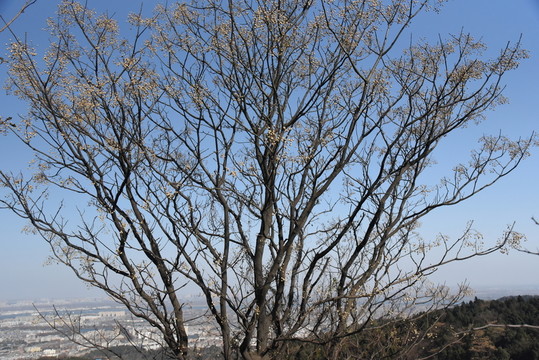 樹枝