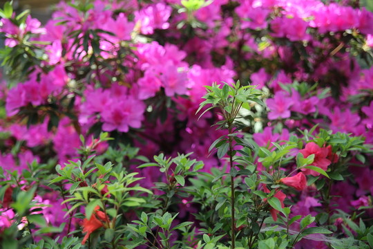 杜鵑 杜鵑花 鮮花