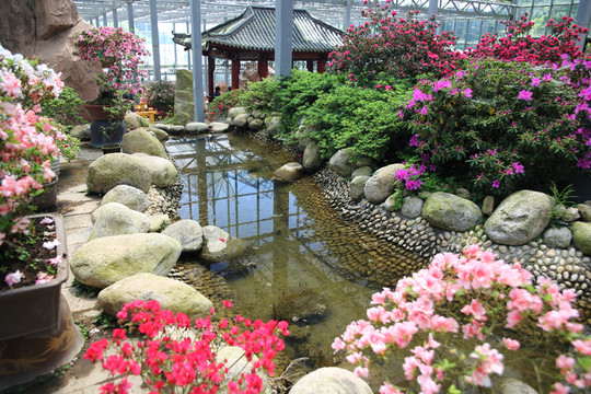 花卉博覽園 杜鵑博覽園