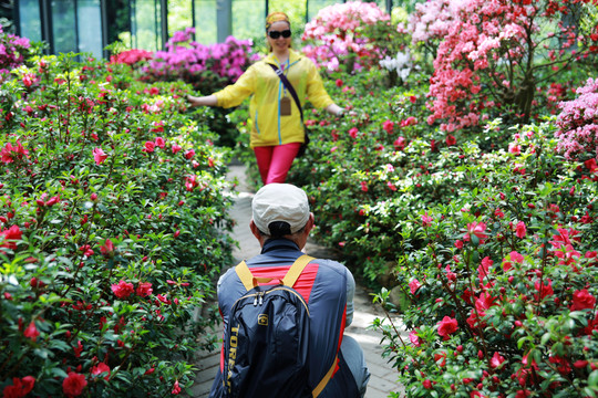 杜鵑花卉 花園
