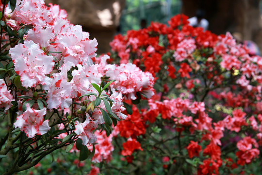 杜鵑花 麻城杜鵑