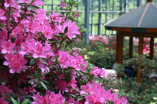 花園杜鵑花