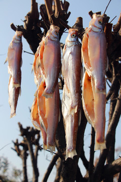 臘肉魚 （23）