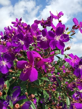 陽光與花