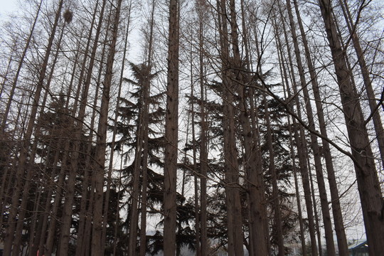 杉樹林