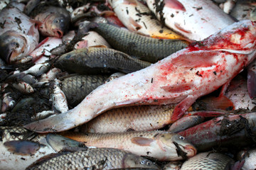 冬捕 捕魚(yú) 打漁 打凍網(wǎng) 淡水