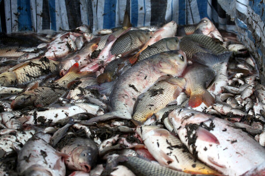 冬捕 捕魚(yú) 打漁