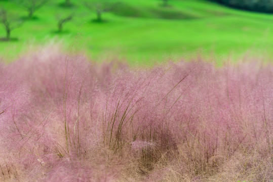 草坪蘆葦花