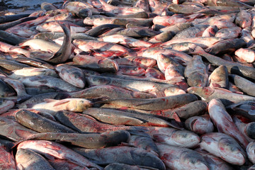 冬捕 捕魚