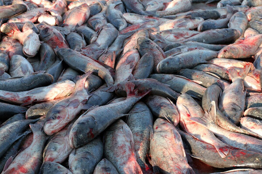 冬捕 捕魚(yú) 打漁