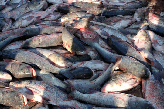 冬捕 捕魚(yú) 打漁 打凍網(wǎng)