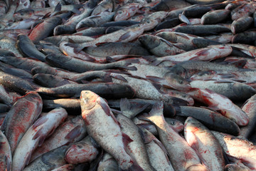冬捕 捕魚 打漁