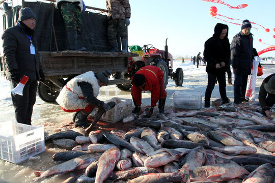 冬捕 捕魚 打漁 打凍網(wǎng)