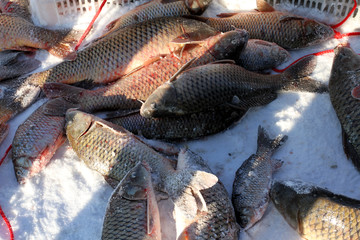 冬捕 捕魚 打漁