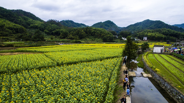 蜀源葵花園18