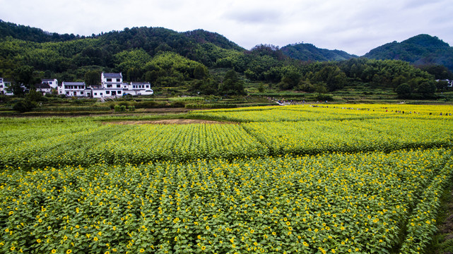 蜀源葵花園19