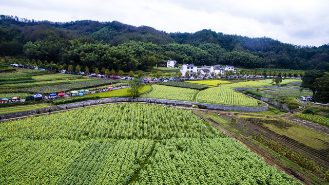 蜀源葵花園21