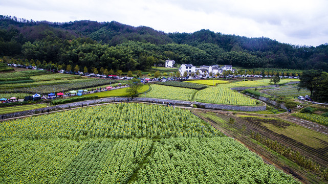 蜀源葵花園22