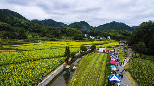 蜀源葵花園24