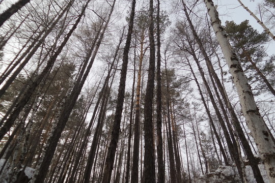 原始森林