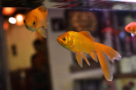 金魚