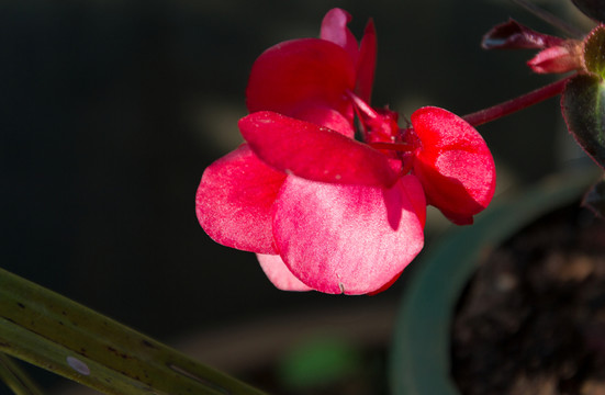 紅花