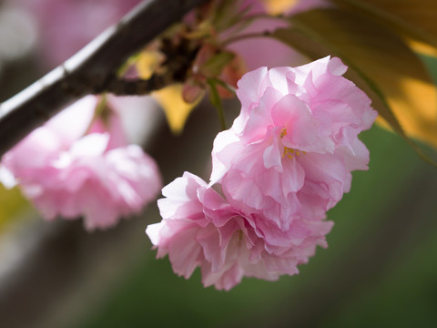 櫻花