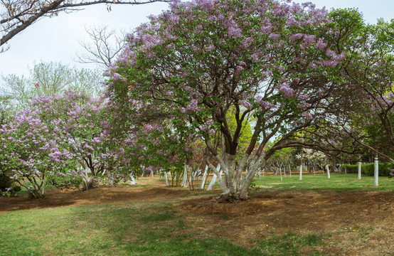 丁香花樹