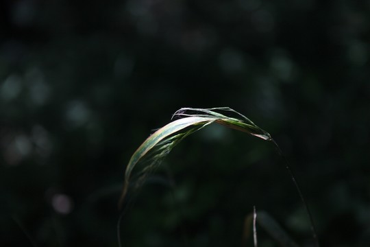 茅草 小草