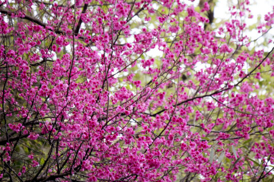 櫻花
