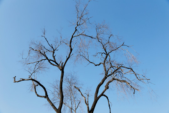 古樹(shù)