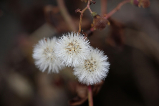 野草野花 千里光