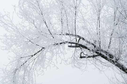 霧淞